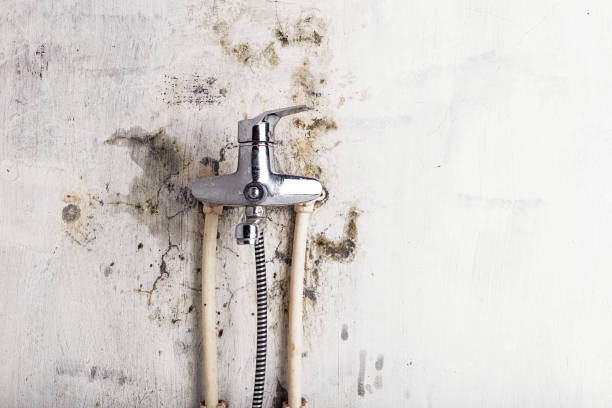 Best Mold Removal Company Near Me  in Bargersville, IN