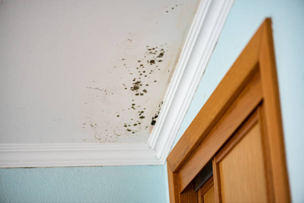 Best Attic Mold Removal  in Bargersville, IN