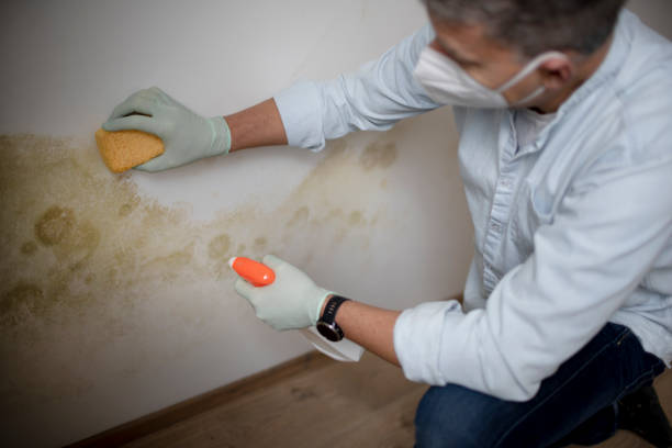 Best Mold Removal Specialists  in Bargersville, IN