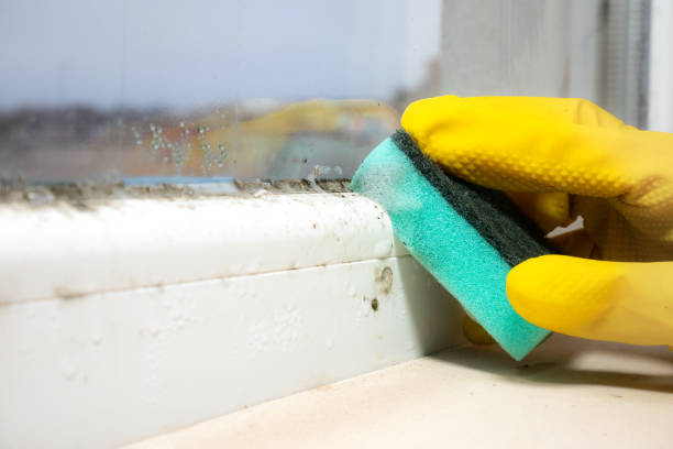 Best Same-Day Mold Removal  in Bargersville, IN
