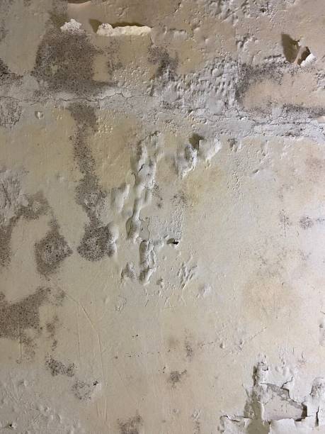 Best Home Mold Removal  in Bargersville, IN