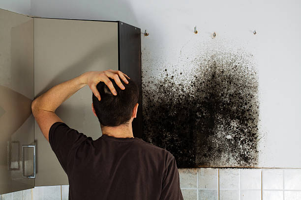 Best Black Mold Removal  in Bargersville, IN